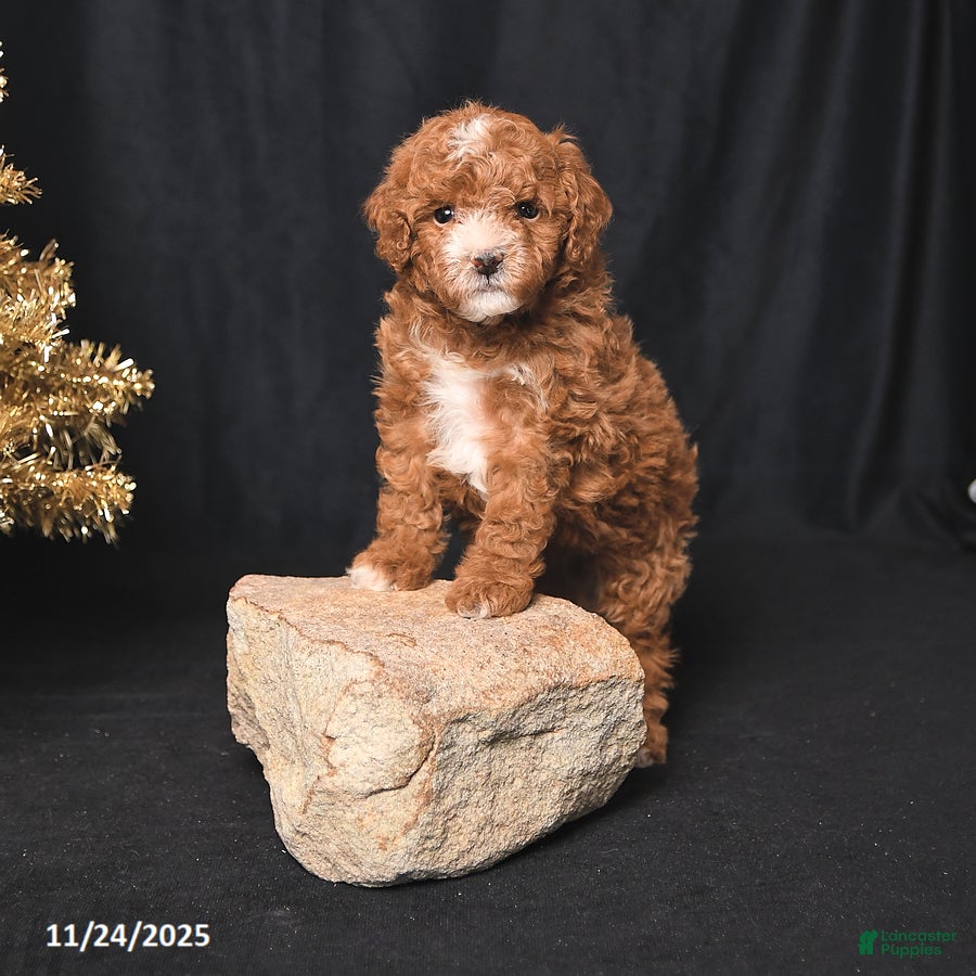 Toy Poodle dogs Tiny Dancer - Ad 28
