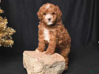 Toy Poodle dogs Tiny Dancer - Ad 6