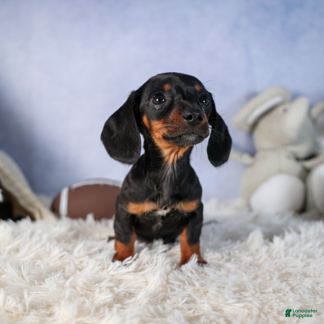Miniature Dachshund dogs for sale: Cocoa - Ad 12