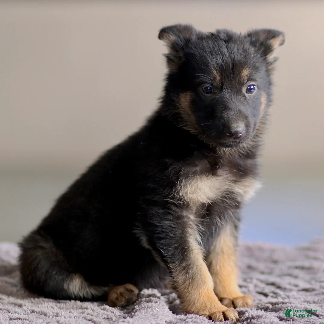 German Shepherd dogs for sale: Greta - Ad 2