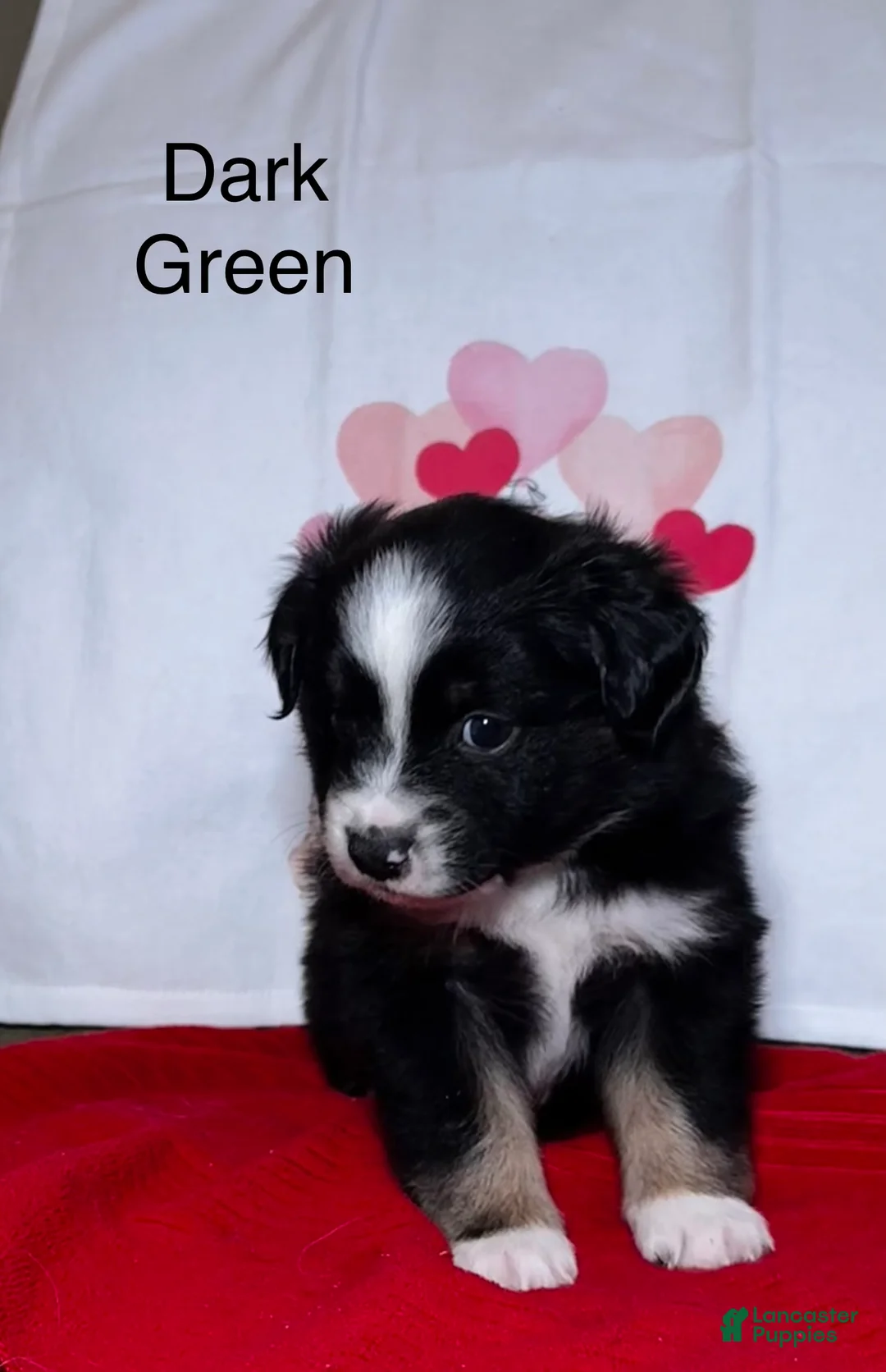 Miniature Australian Shepherd dogs for sale: Miniature Australian Shepherd Dark Green - Puppy 9 - Ad 1