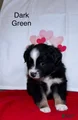 Miniature Australian Shepherd Dark Green - Puppy 9