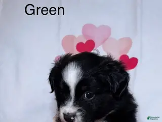 Miniature Australian Shepherd dogs Miniature Australian Shepherd Puppy 9 - Ad 31