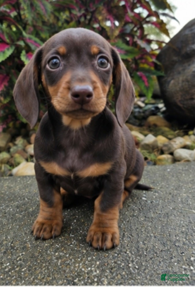 Dachshund dogs Rock - Ad 1