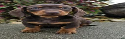 Dachshund dogs for sale: Rock - Ad 1