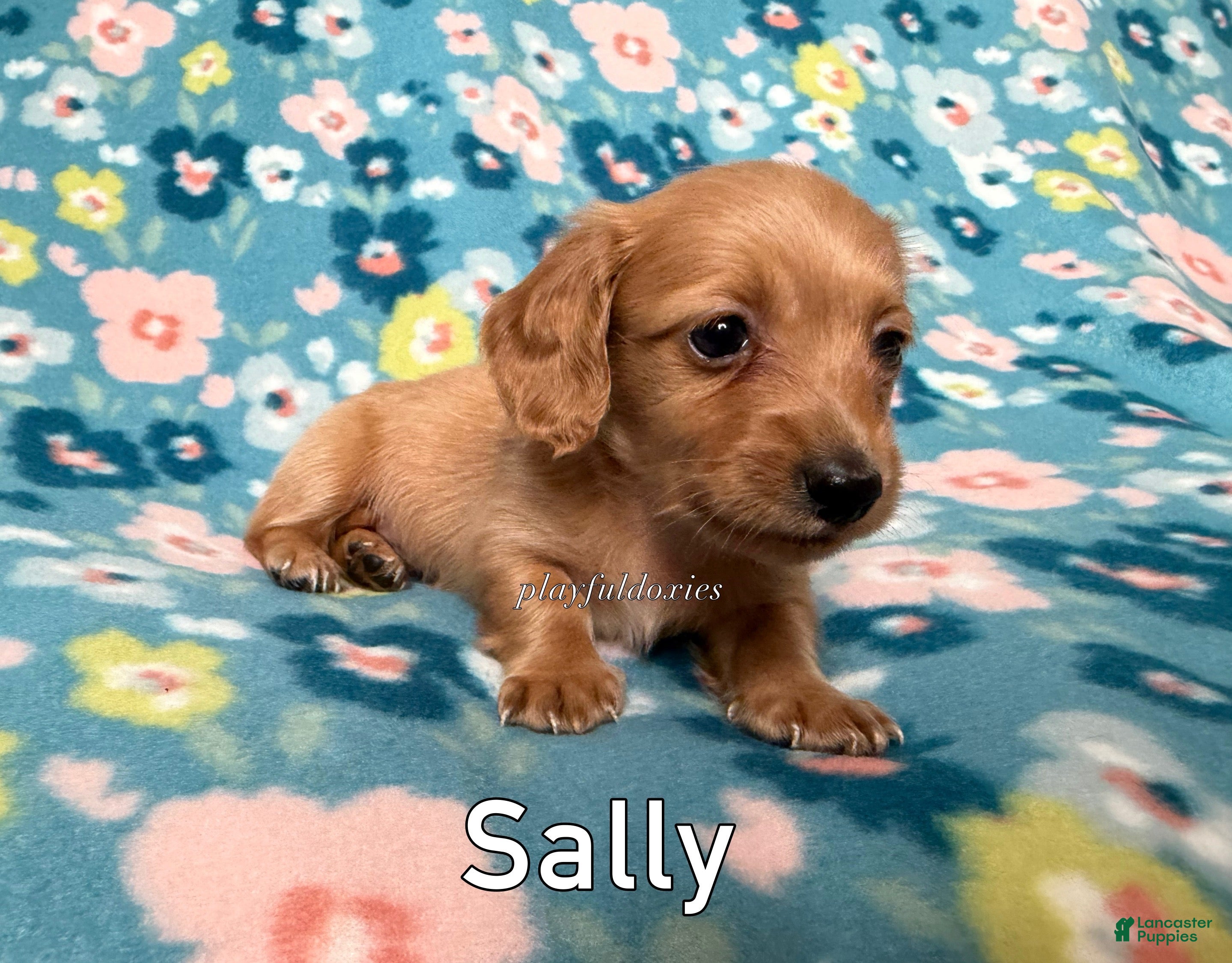 Miniature Dachshund dogs Sally - Dachshund Puppy Red Long Haired Female - Ad 2