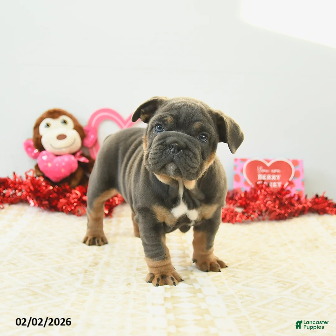English Bulldog dogs for sale: Bunny - Ad 1