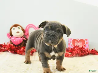 English Bulldog dogs Bunny - Ad 1