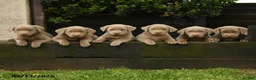 Labrador Retriever dogs for sale: Silver - Ad 5