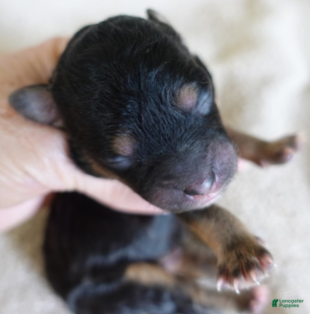 Maltipoo dogs for sale: Zircon - Ad 3