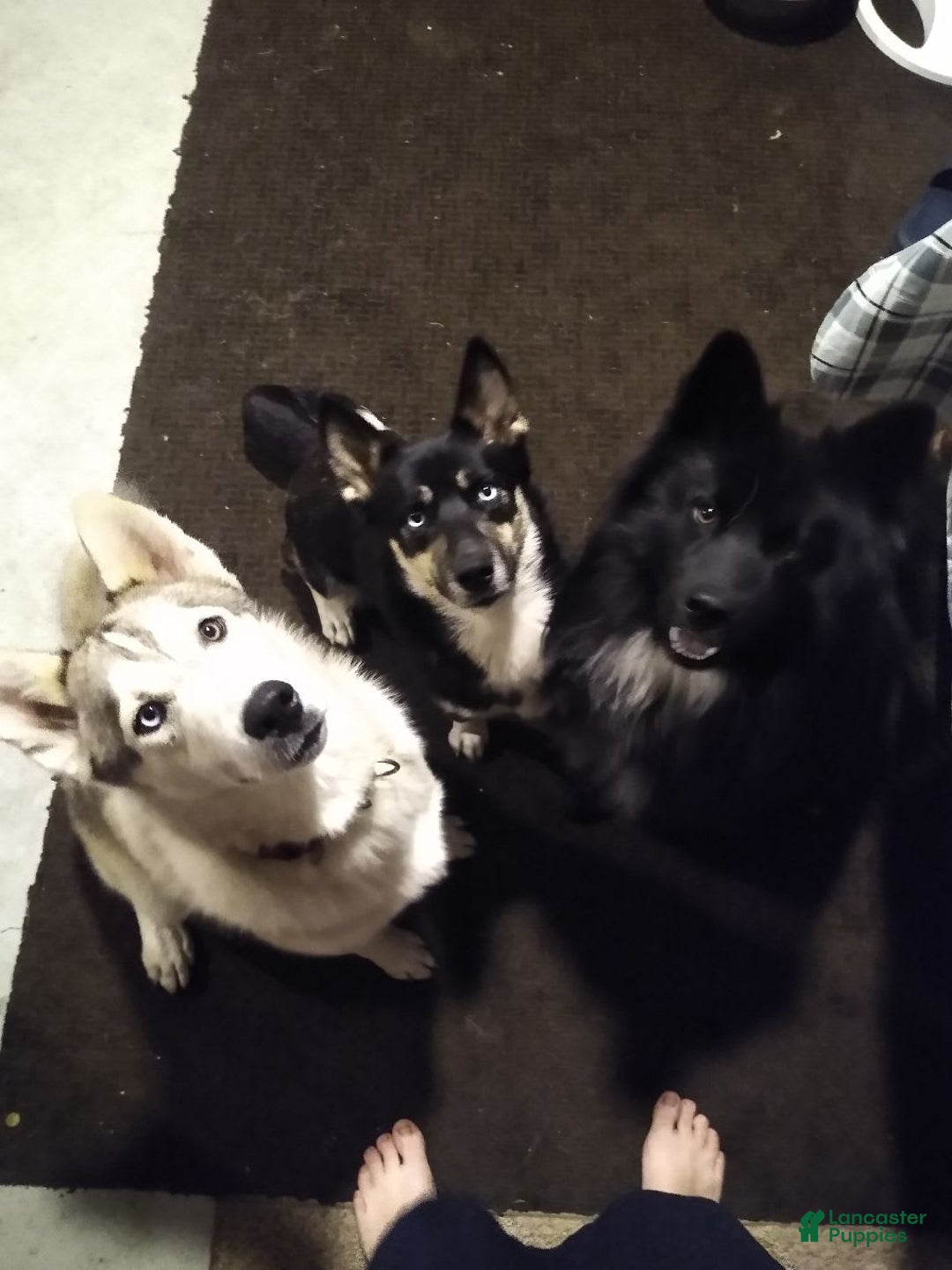 Gallery Image {{count}}