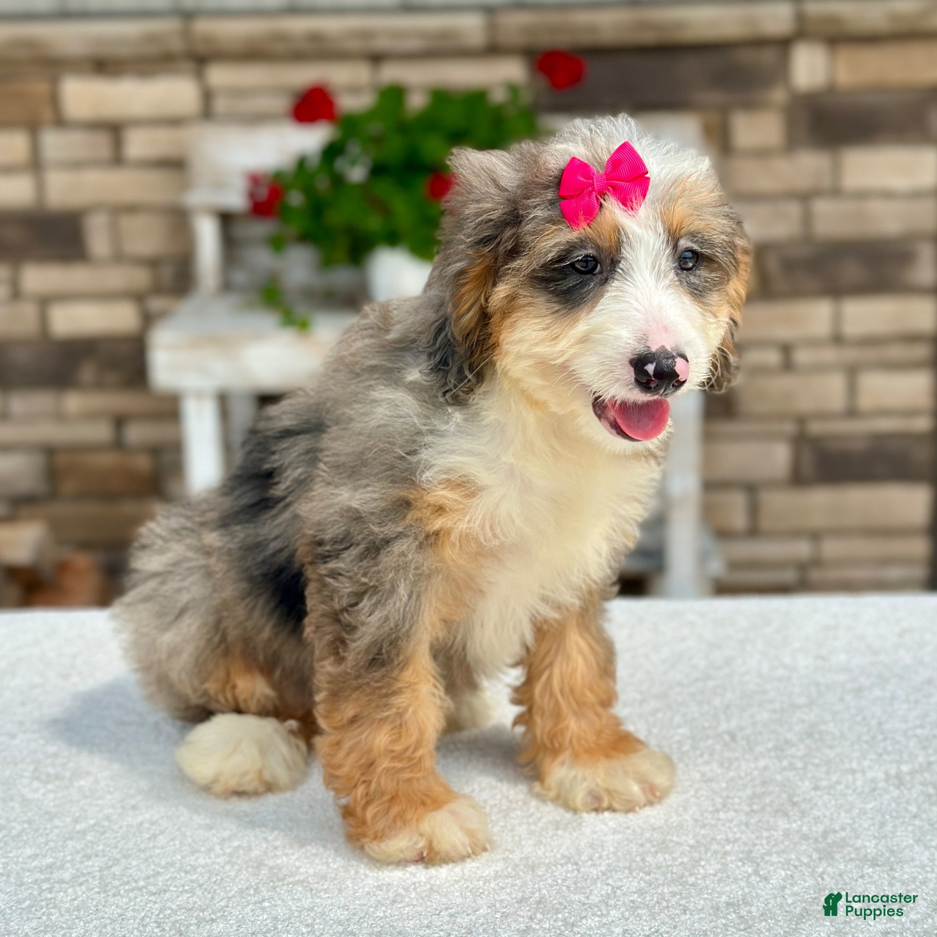 Mini Bernedoodle dogs Jojo - Ad 2