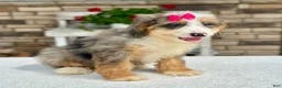 Mini Bernedoodle dogs for sale: Jojo - Ad 2