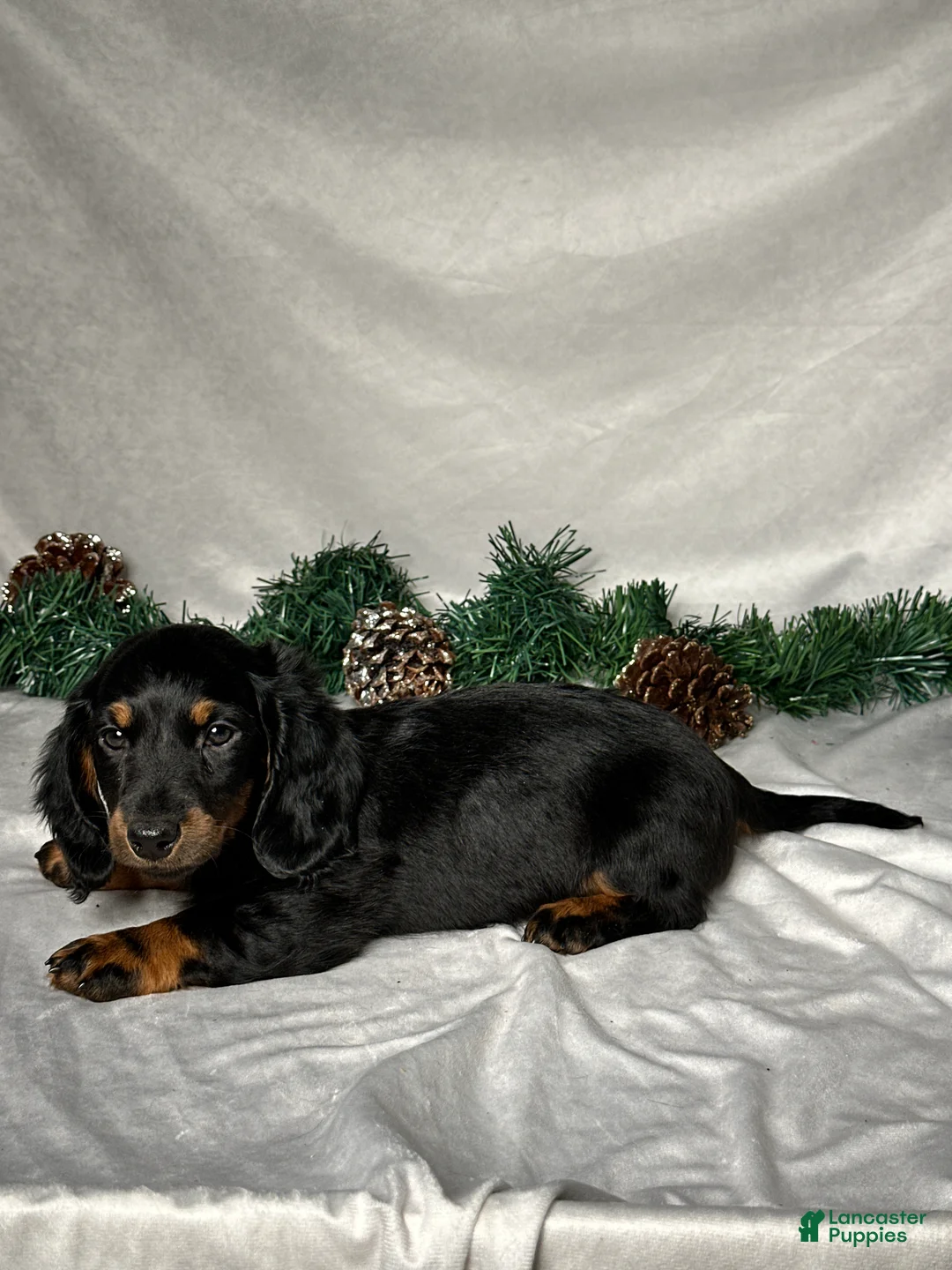 Miniature Dachshund dogs for sale: Luke - Ad 3