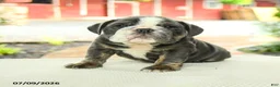 English Bulldog dogs for sale: Vivienne - Ad 1