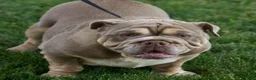 English Bulldog dogs for sale: Callie - Ad 7