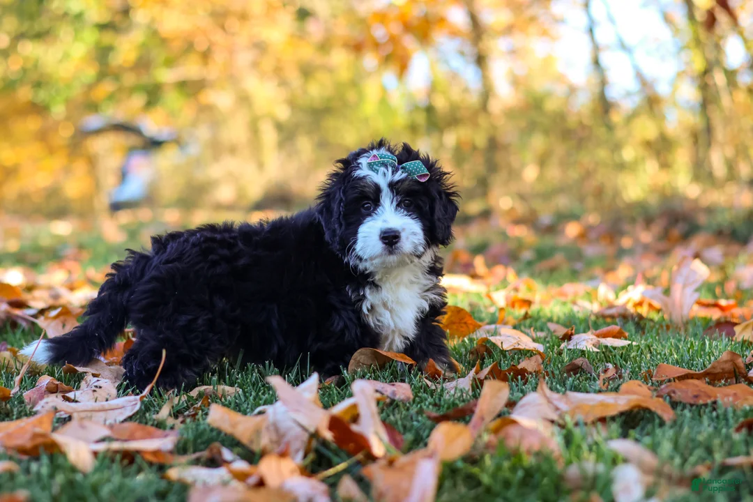 Mini Bernedoodle dogs for sale: Amber - Ad 2