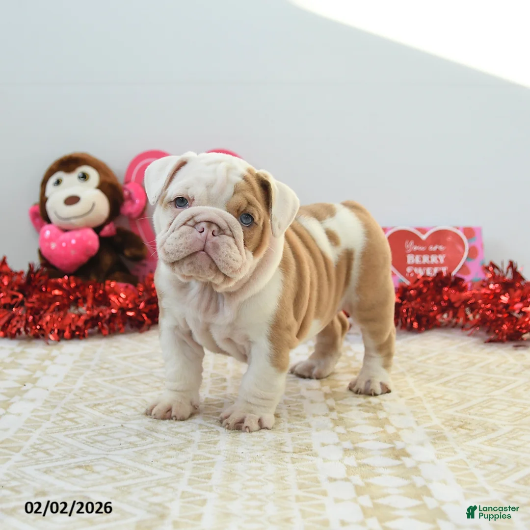 English Bulldog dogs for sale: Robin - Ad 1