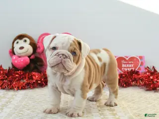 English Bulldog dogs Robin - Ad 2