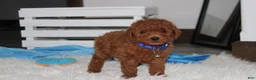 Miniature Poodle dogs for sale: Simba  - Ad 2