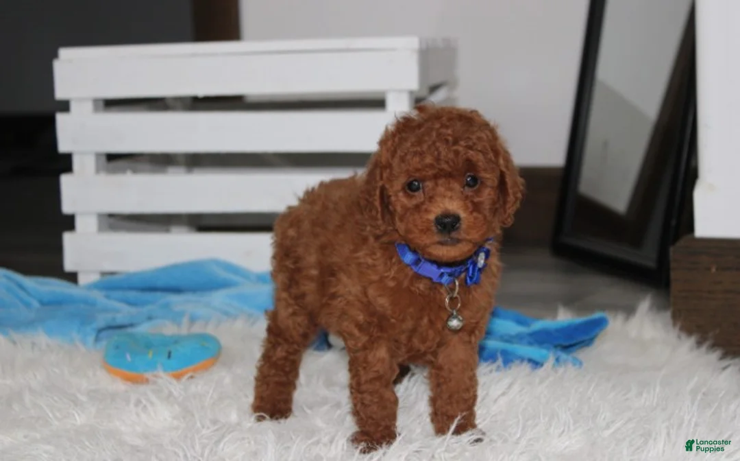 Miniature Poodle dogs for sale: Simba  - Ad 2
