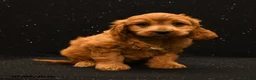 Cavapoo dogs for sale: Jax - Ad 4