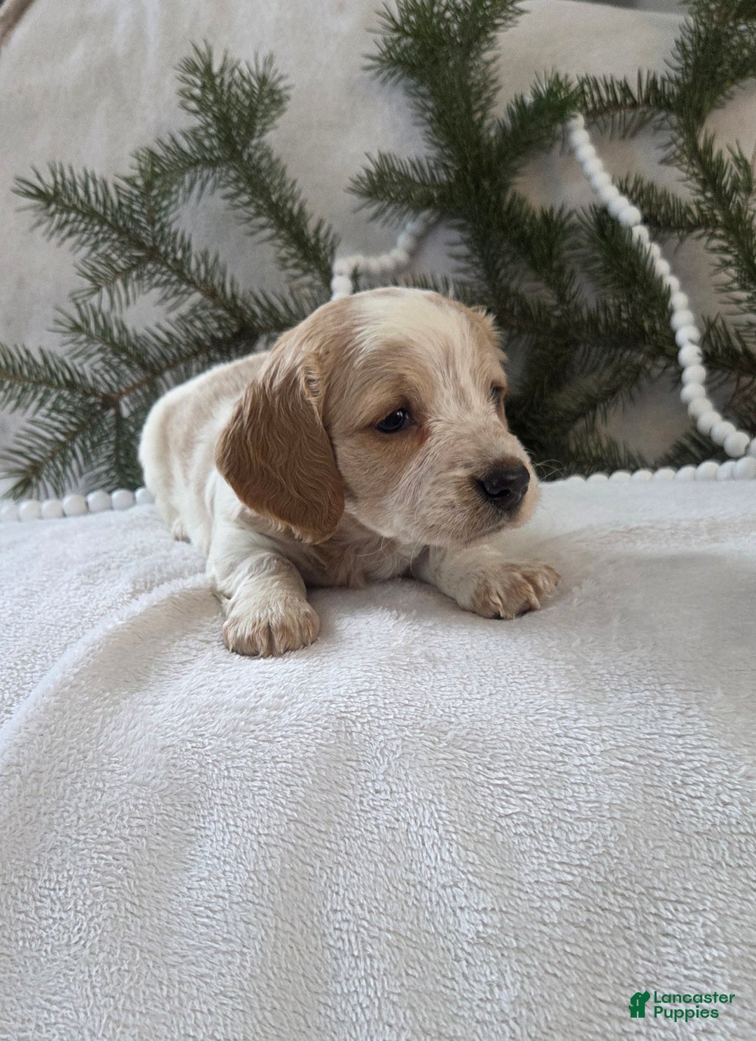 Miniature Dachshund dogs for sale: Jasper - Ad 7