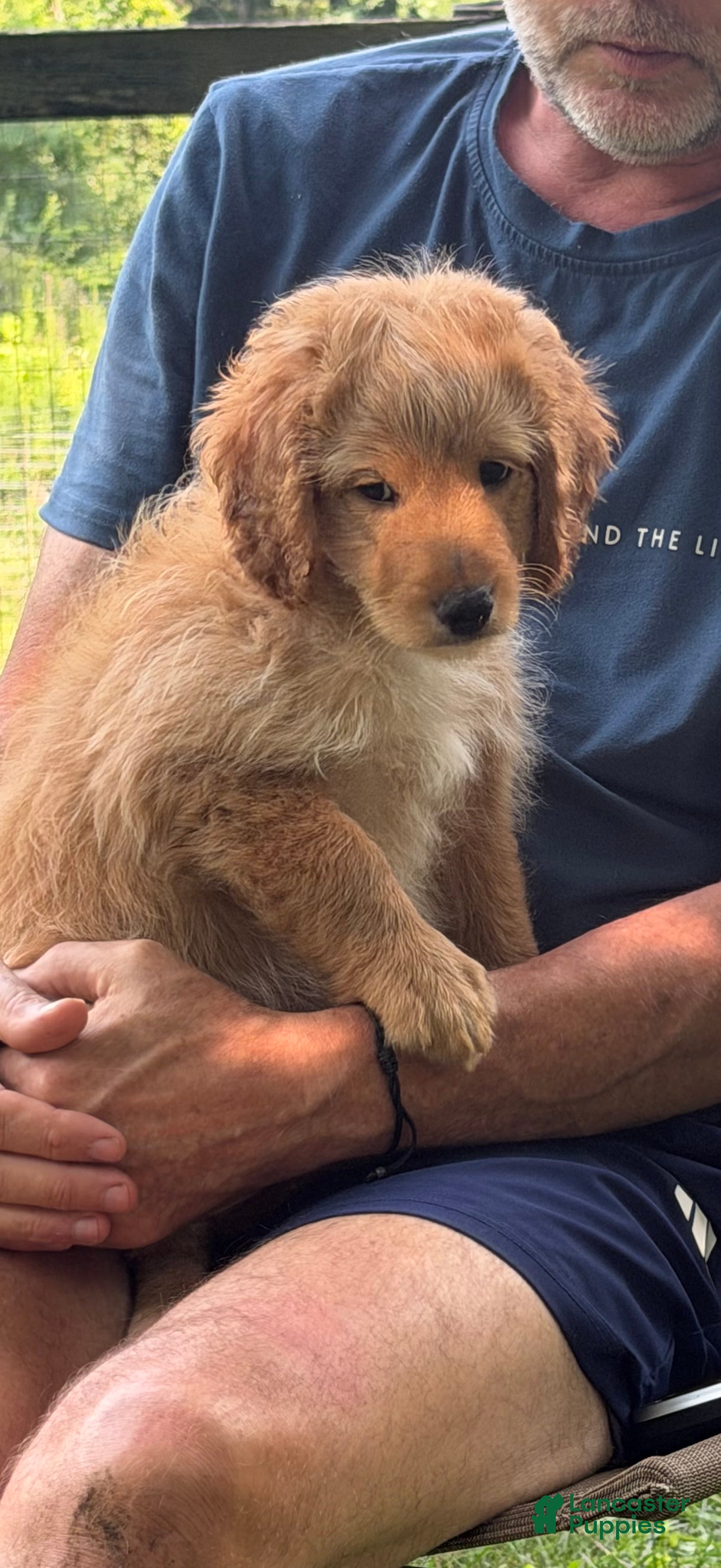 Aussiedoodle dogs Coach - Ad 1