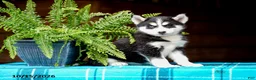 Pomsky dogs for sale: Taffy - Ad 5