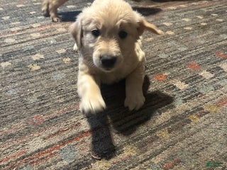 Golden Retriever dogs - Ad 23