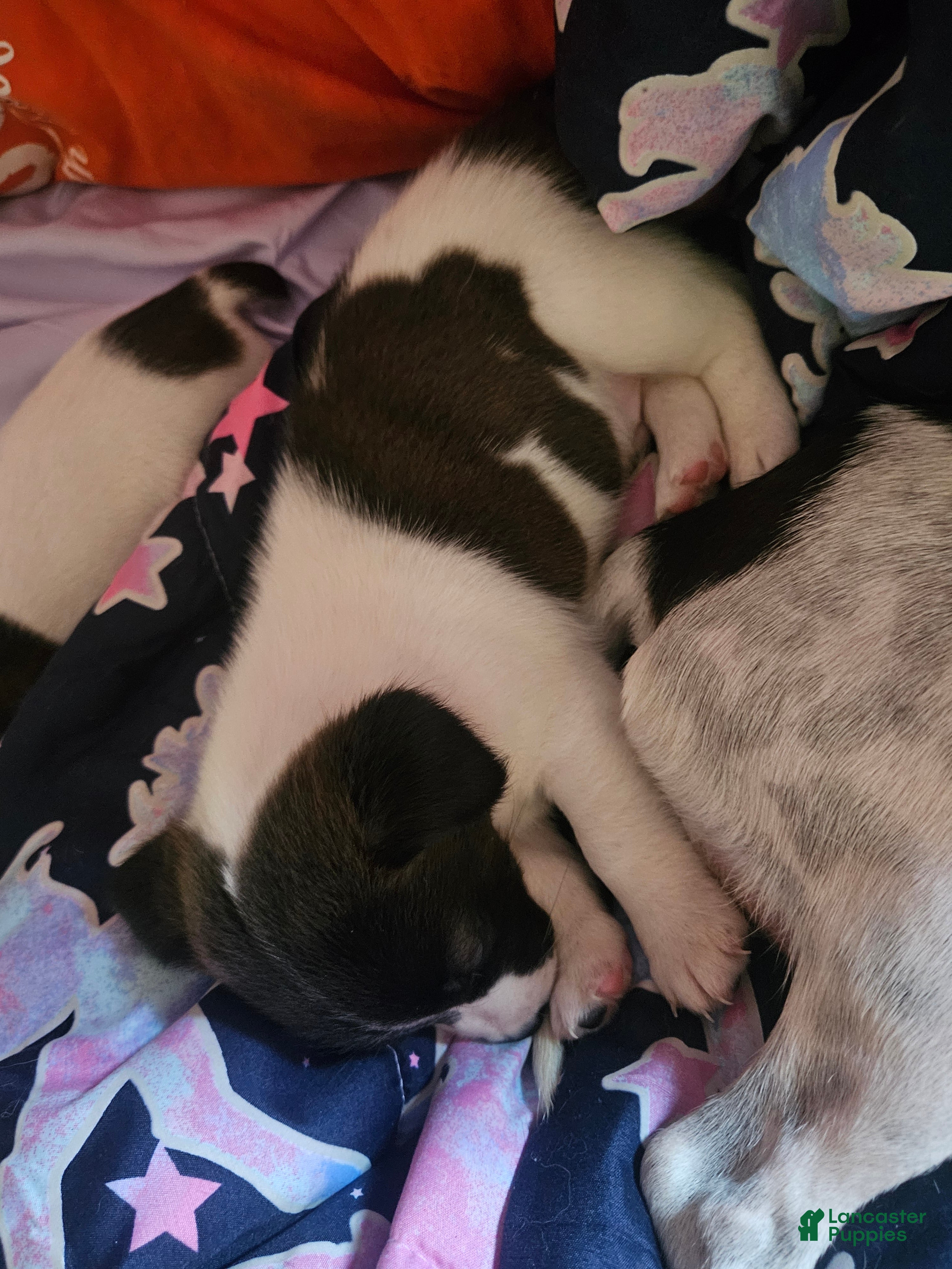 Jack Russell Terrier dogs Kamikazi - Ad 12