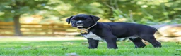 Boxer dogs for sale: Axel - Ad 5