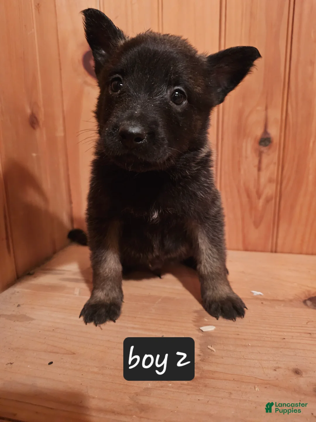 Belgian Malinois dogs for sale: Belgian Malinois Puppy 2 - Ad 6