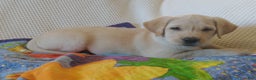 Labrador Retriever dogs for sale: Labrador Retriever litter of 1 puppies - Ad 2