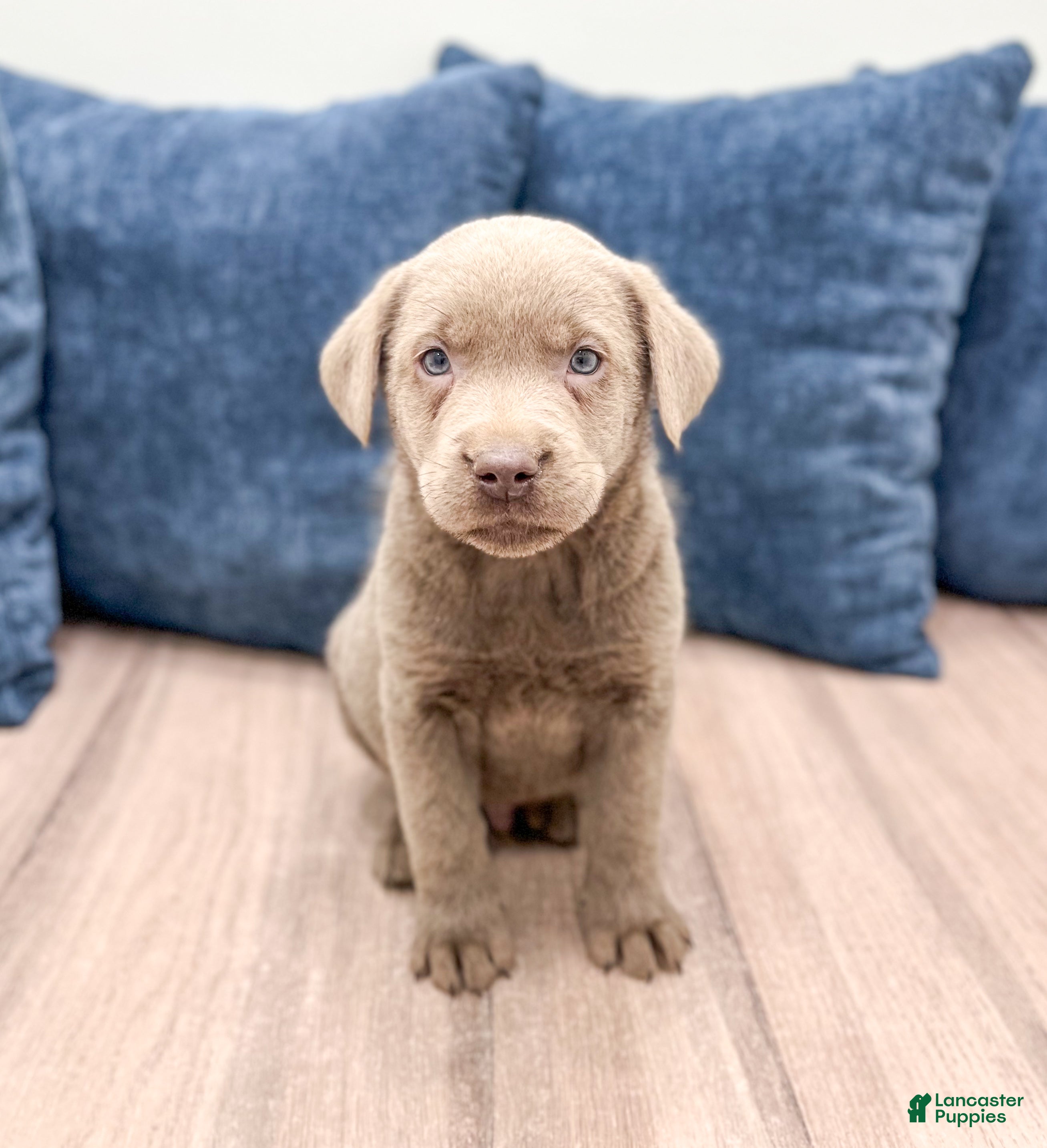 Labrador Retriever dogs Zane - Ad 12