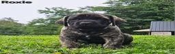 English Mastiff dogs for sale: English Mastiff 5 - Ad 3