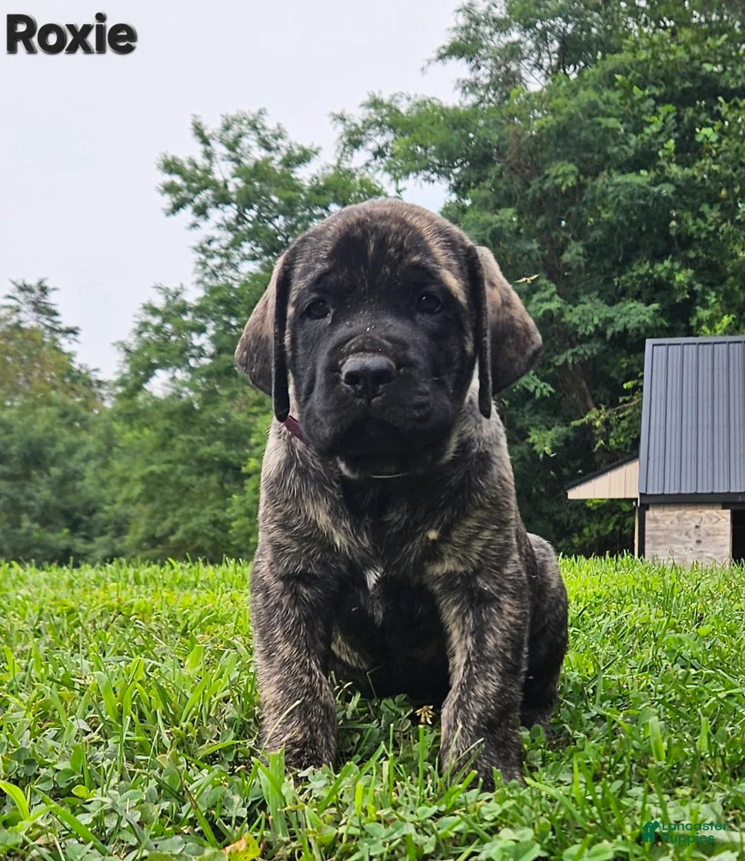 English Mastiff dogs for sale: English Mastiff 5 - Ad 3