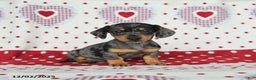 Miniature Dachshund dogs for sale: Wilbur - Ad 1