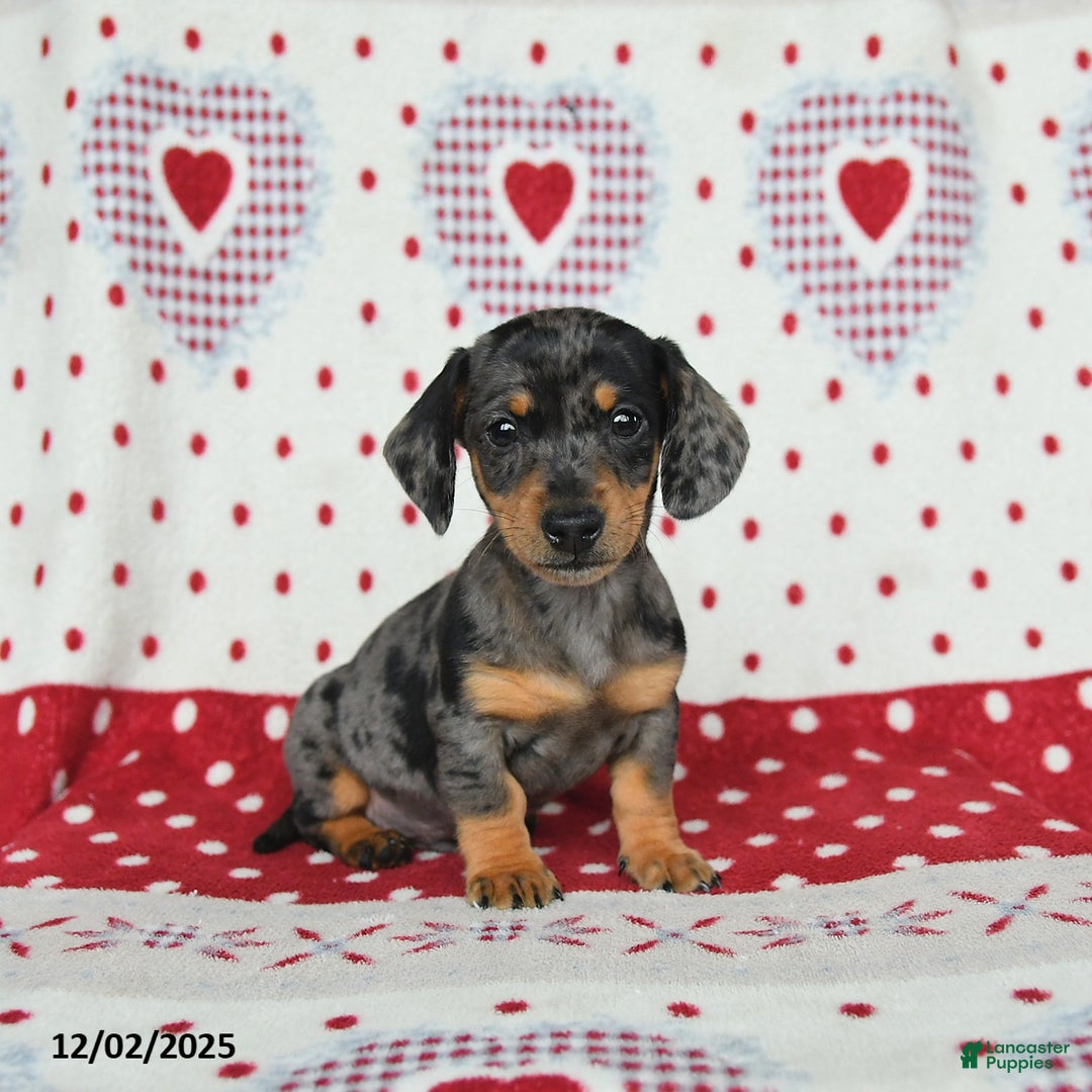 Miniature Dachshund dogs for sale: Wilbur - Ad 1