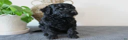 Mini Goldendoodle dogs for sale: Hazel - Ad 2