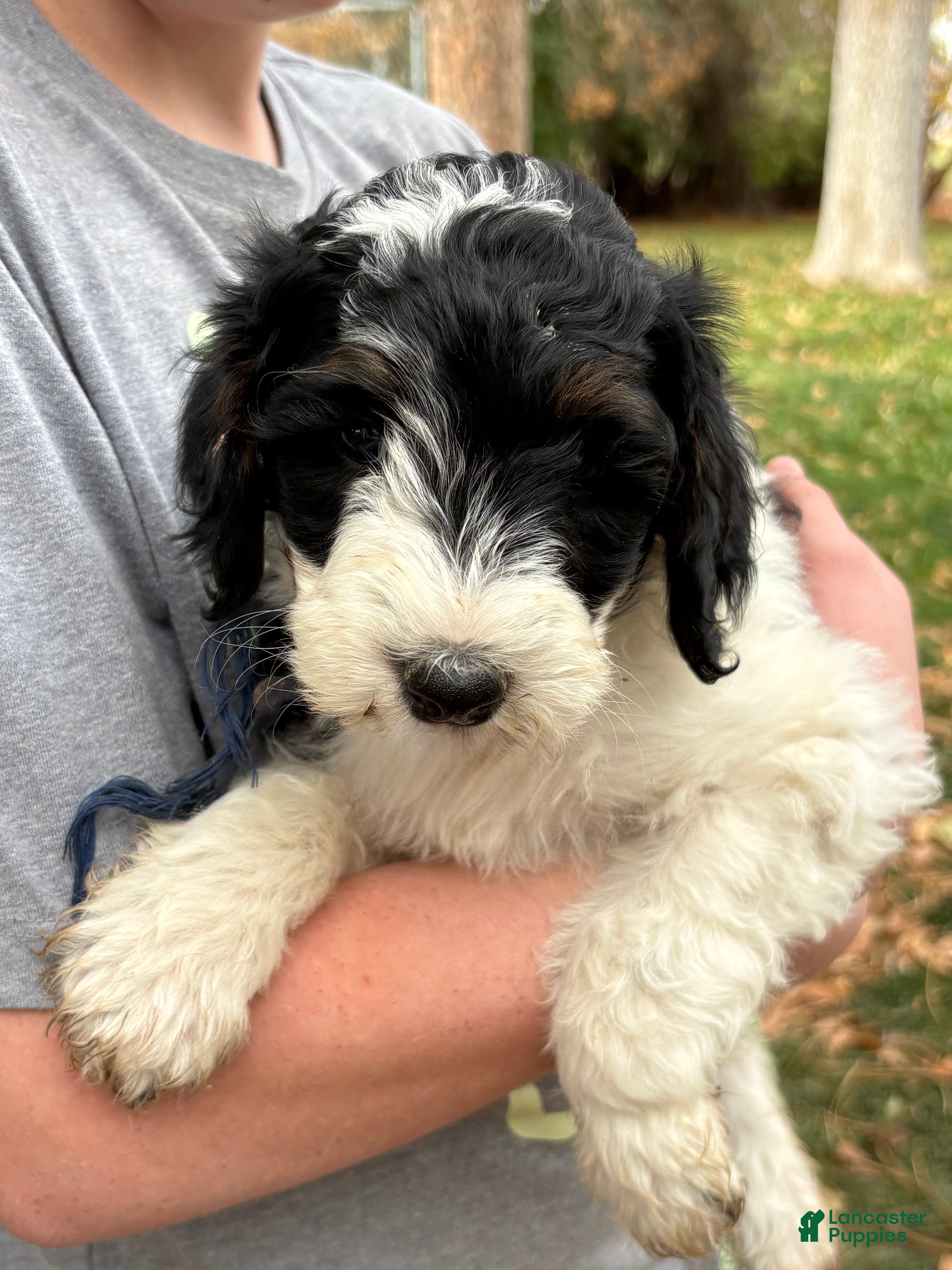 Mixed Breed dogs for sale: Kimmie – Tri-Colored Black & White Mini Bernedoodle | Reserved & Loves to Snuggle | 25–30 lbs - Ad 2