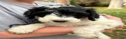 Mixed Breed dogs for sale: Kimmie – Tri-Colored Black & White Mini Bernedoodle | Reserved & Loves to Snuggle | 25–30 lbs - Ad 2