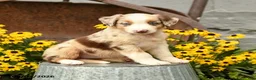 Australian Shepherd dogs for sale: Fiona - Ad 5