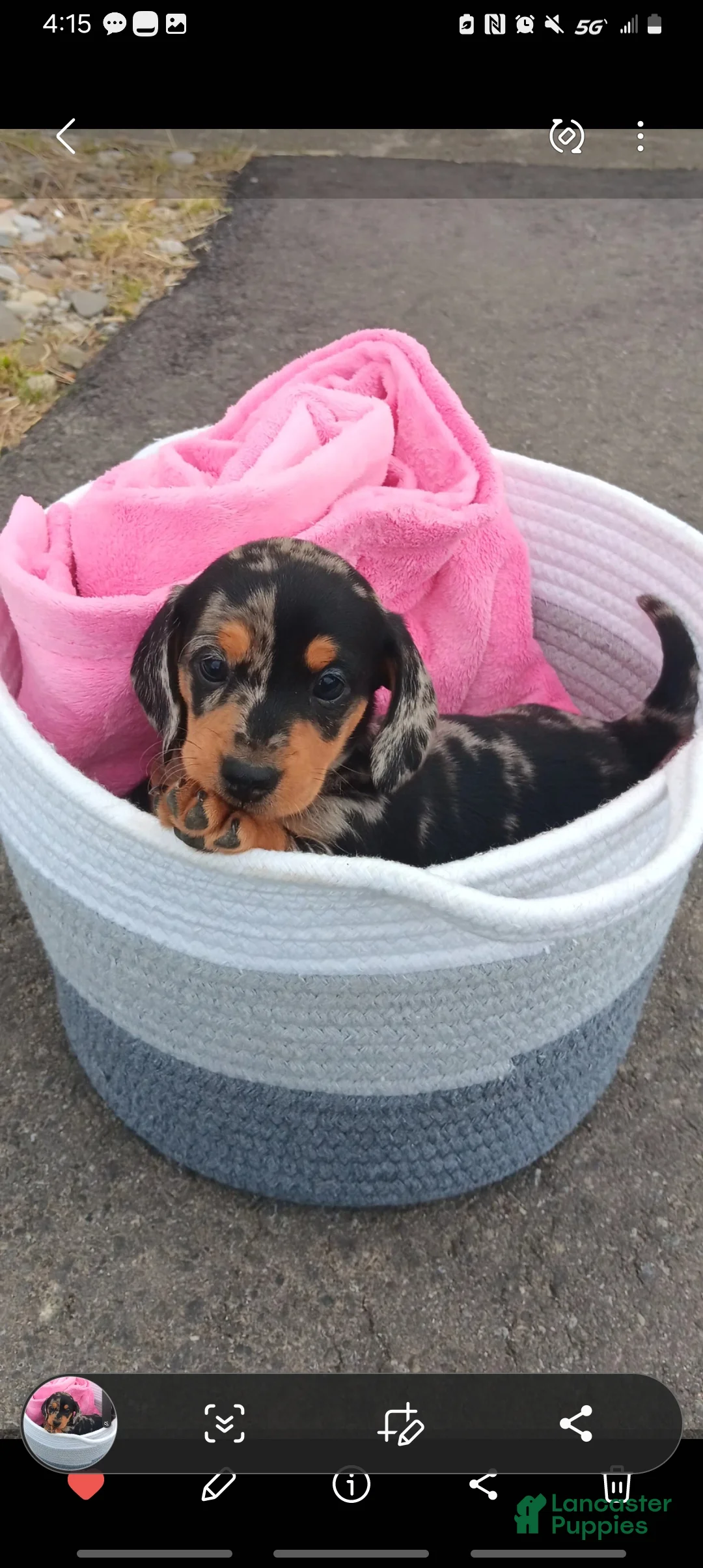 Dachshund dogs for sale: Jewel - Ad 2