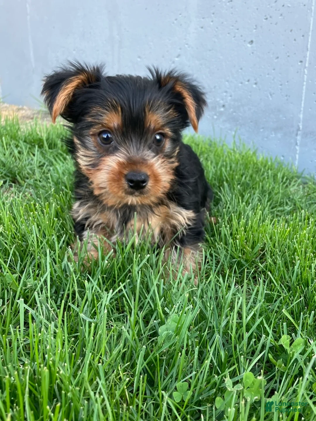 Yorkshire Terrier dogs for sale: Finley - Ad 1