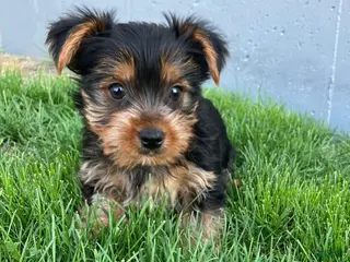 Yorkshire Terrier dogs for sale: Finley - Ad 3