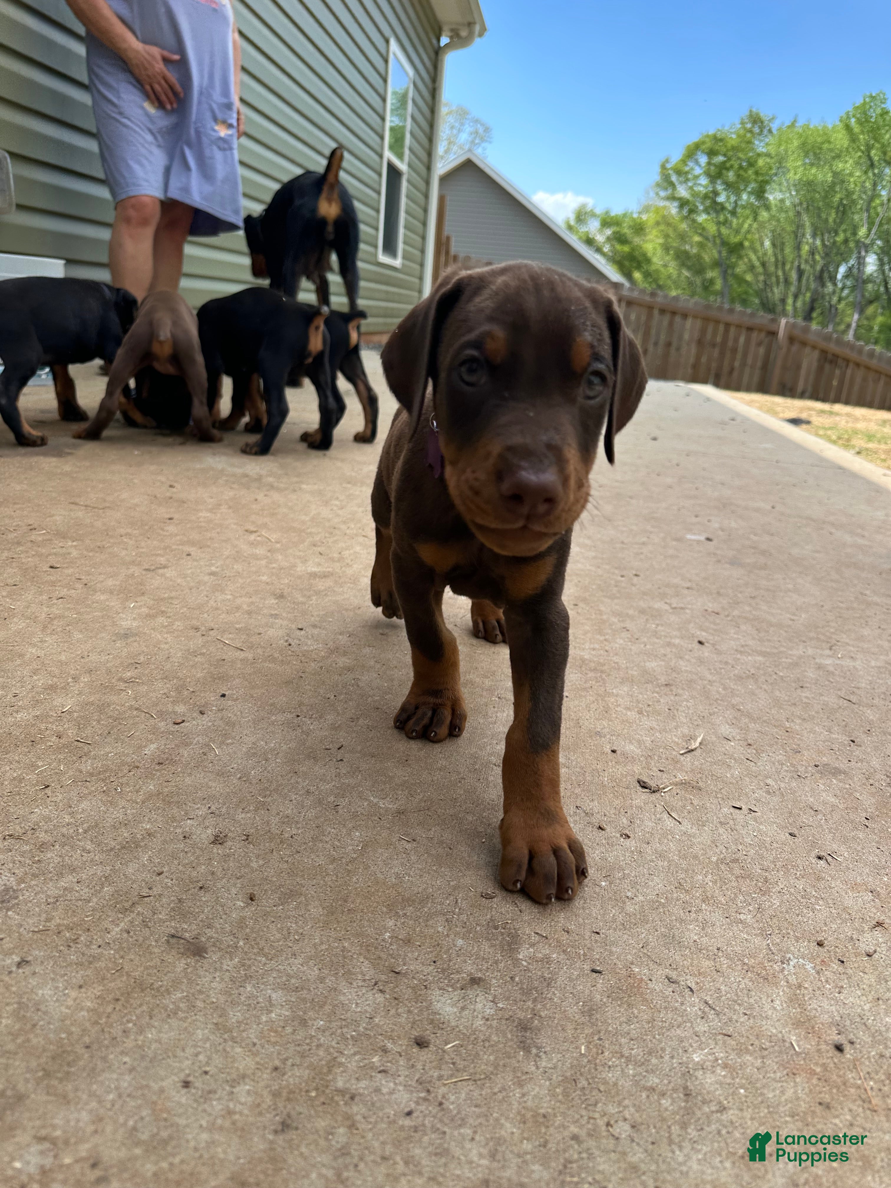 Doberman Pinscher dogs  Puppy 3 - Ad 12
