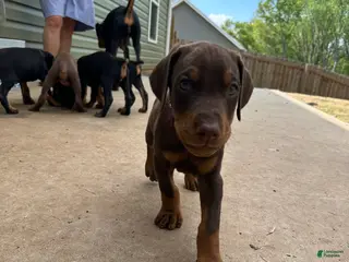 Doberman Pinscher dogs Puppy 3 - Ad 8