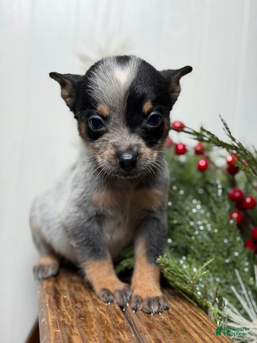 Australian Cattle Dog dogs for sale: Australian Cattle Dog Puppy 9 - Ad 4