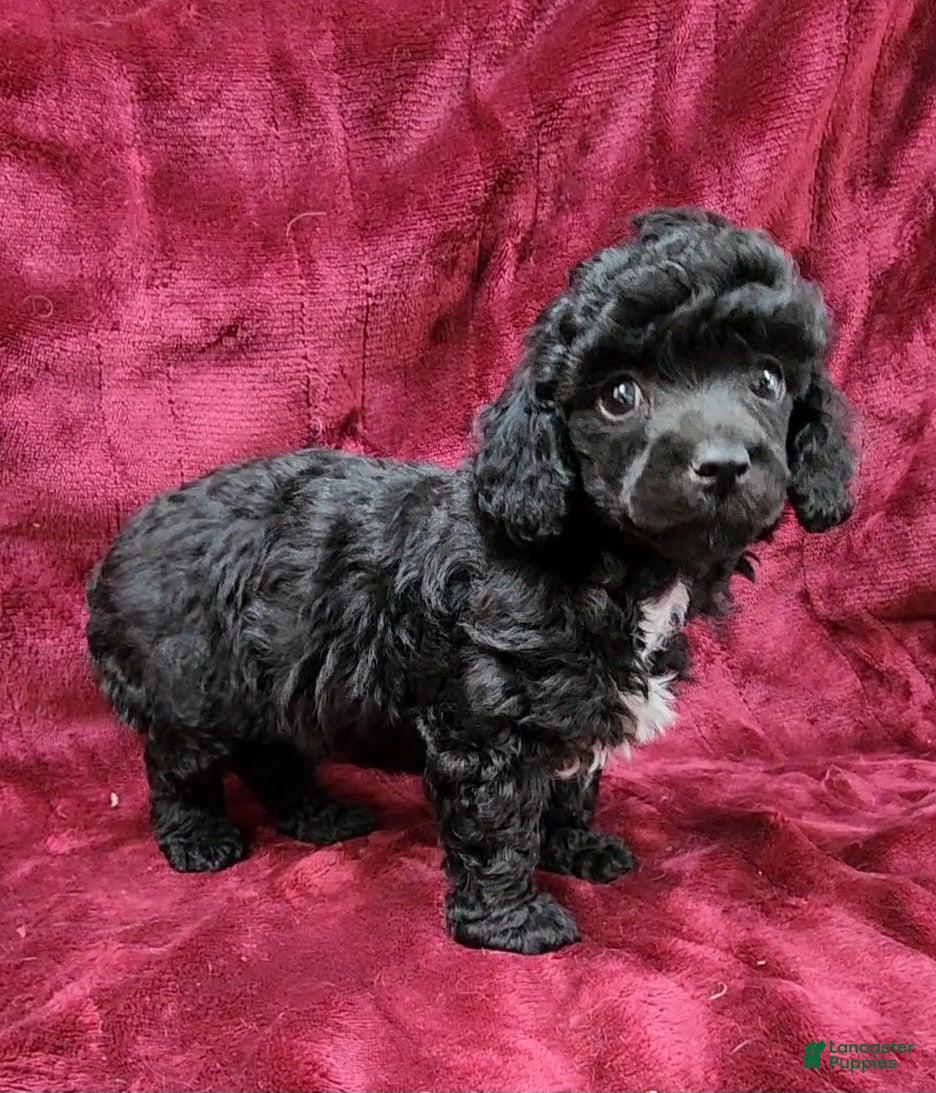 Miniature Poodle dogs Miniature Poodle black boy - Ad 2